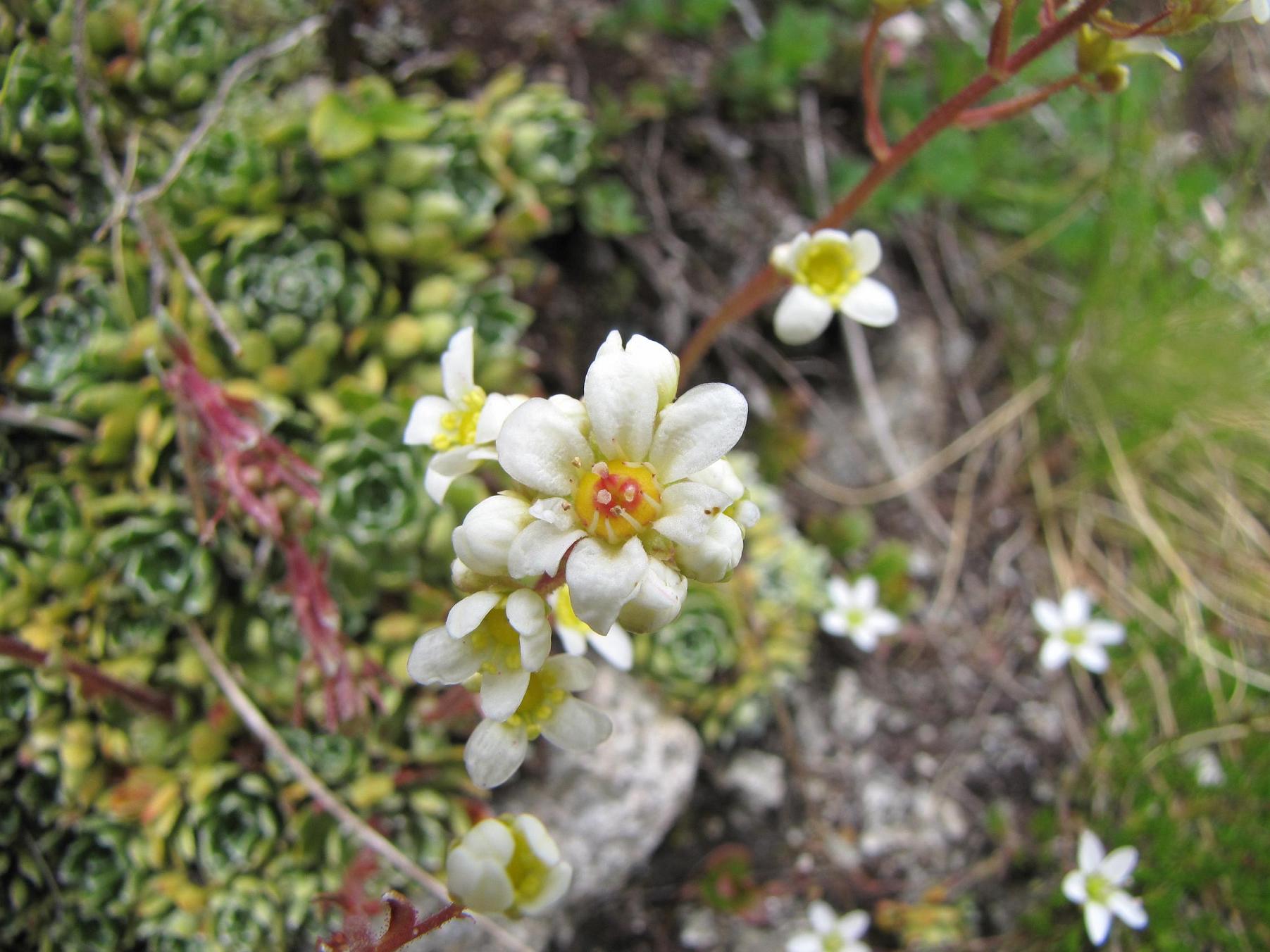 Saxifraga paniculata